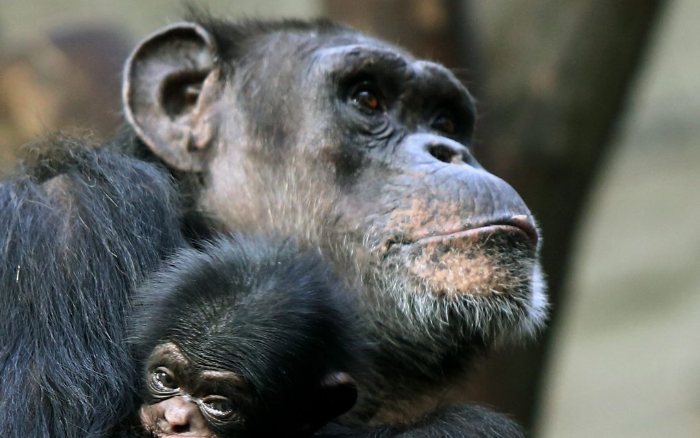 Een West-Afrikaanse chimpansee en zijn moeder in een Poolse dierentuin in 2014. beeld EPA, Tomasz Gzell