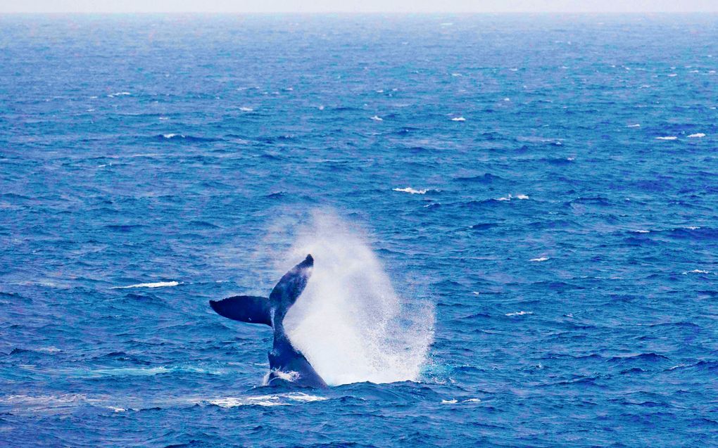 Een bultrug in de Indische oceaan. Foto ANP