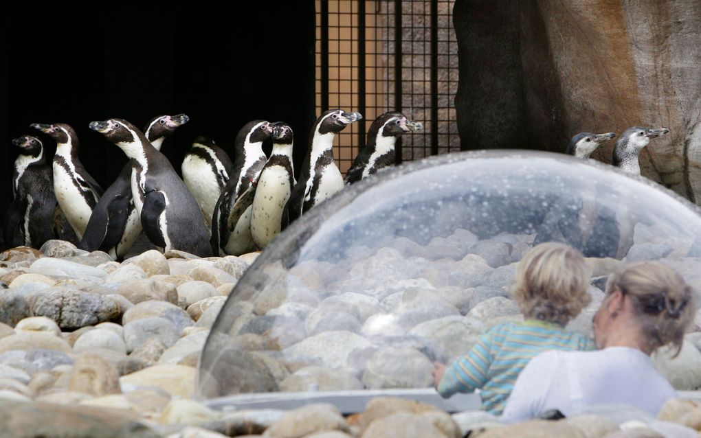 Vrouwelijke pinguïns kunnen de dikste mannetjes herkennen aan hun roep. De zware pinguïns produceren een andere roep dan hun dunne soortgenoten, blijkt uit Nieuw-Zeelands onderzoek.  Foto ANP