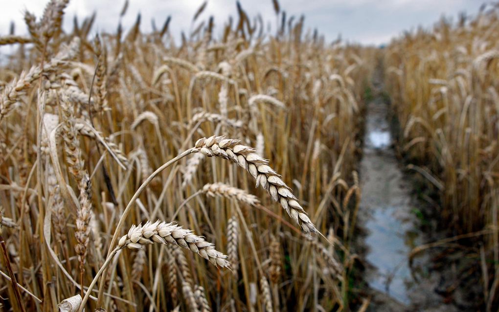 Oekraïne beperkt vanwegde de droogte de export van graan. Foto ANP