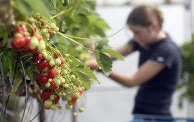 HOOGHALEN - De Keuringsdienst van Waren is kritisch over aardbeien uit Zuid-Europese landen. Er zitten te veel spuitresten op de vruchten. In Nederland is de oogst inmiddels ook van start gegaan. Veel scholieren verdienen op die manier een leuk zakcentje 