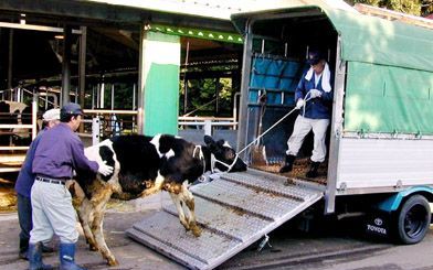 SHIROI â€“ In Japan bestaat de vrees dat het land zijn agrarische sector wel eens zou kunnen verliezen. Grote problemen rond de gekkekoeienziekte bse hebben die angst de afgelopen tijd alleen maar versterkt. Op de foto worden runderen van een bedrijf in d