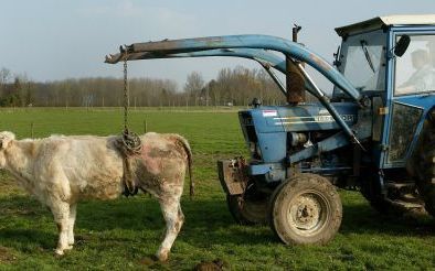 De fabrikanten van het voer maken veel gebruik van afval. Foto RD