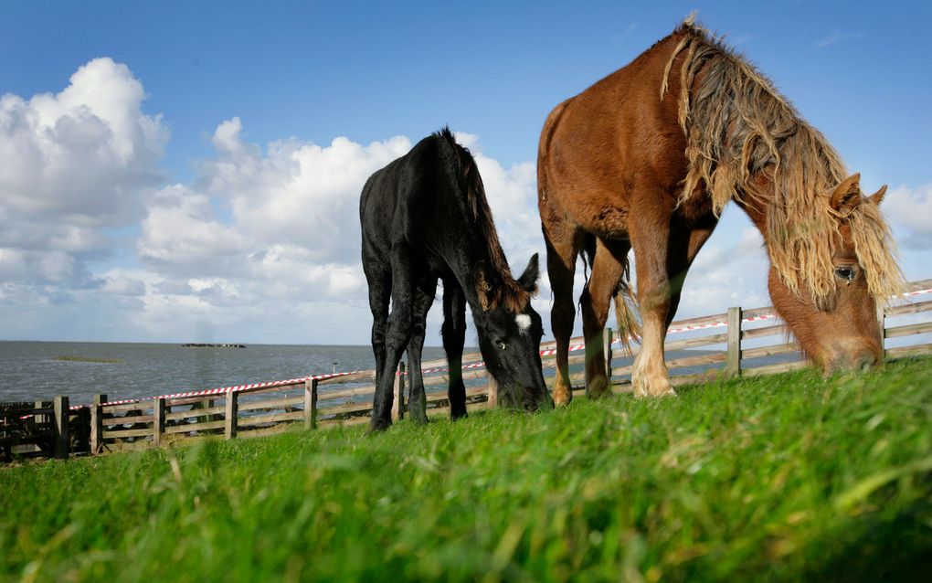 Door droogte kunnen veendijken scheuren of verzakken. In totaal is er in Nederland 4000 kilometer aan dergelijke waterkeringen. Foto ANP