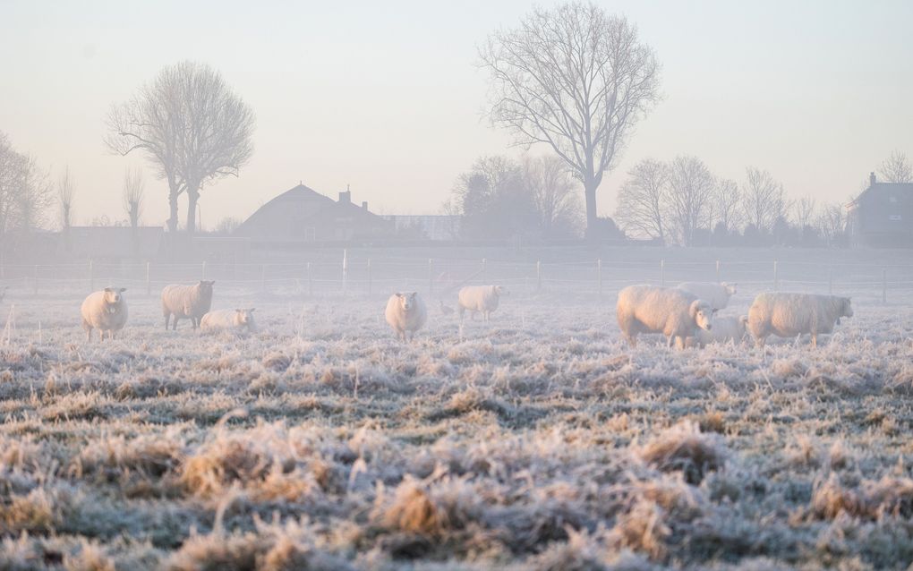 Het landschap van het weidevogelgebied Oudeland van Strijen kleurde vanmorgen wit. beeld ANP, Jeffrey Groeneweg 