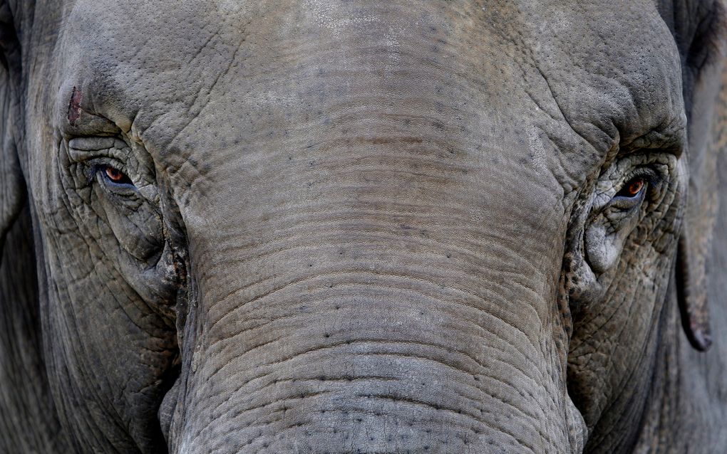 Olifant ontsnapt in Zürich. Foto ANP