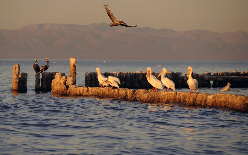 De witte vleugels van de pelikaan steken scherp af tegen de ondergaande zon, die langzaam in de Stille Oceaan verdwijnt. Foto EPA