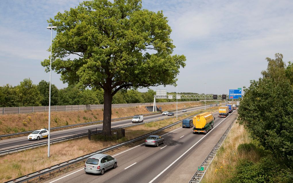 ULVENHOUT – ”De troetelboom van Rijkswaterstaat” in vol ornaat. Dagelijks passeren ruim 90.000 weggebruikers de boom op de A58, die de aanleg van de snelweg overleefde. In droge tijden krijgt de boom regelmatig 8000 liter water uit een tankwagen. Rechts l