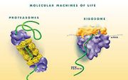 In levende cellen komen allerlei soorten van moleculaire motoren voor die de cel aansturen. Foto Wikipedia