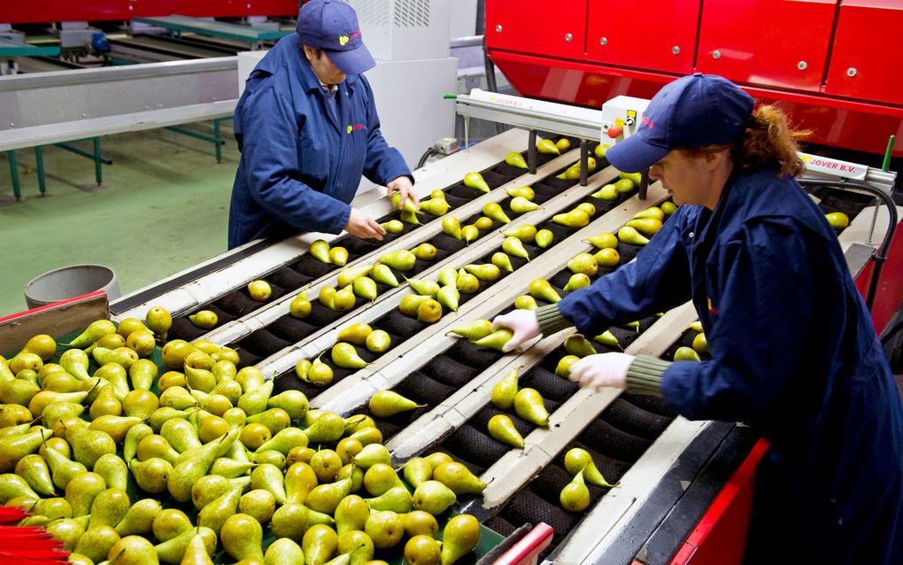 De export van peren is met 77 procent gestegen. Foto ANP