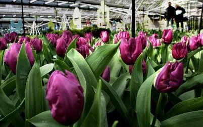 LISSE - In de Keukenhof in Lisse staat de Purple-Prince tulp in bloei. De Keukenhof is blij met de weersvoorspelling voor de komende dagen. Dit weekend kan het zonnig worden, met temperaturen van 16 tot 18 graden. Het park opent 24 maart voor het publiek.