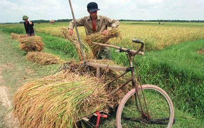 HANOI - Er is inmiddels wat regen gevallen in Vietnam, maar deskundigen menen dat de grote droogte in het land nog niet echt ten einde is. Duizenden boerengezinnen in het centrale bergland en de Mekongdelta kennen grote zorgen nu de oogst grotendeels drei