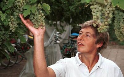 Clementine van Opstal in wijngaard ’t Vierendeel in Vrouwenpolder, die een kleine 5000 druivenstokken en zo’n 650 appelbomen telt. - Foto Jaap Wolterbeek Â¶