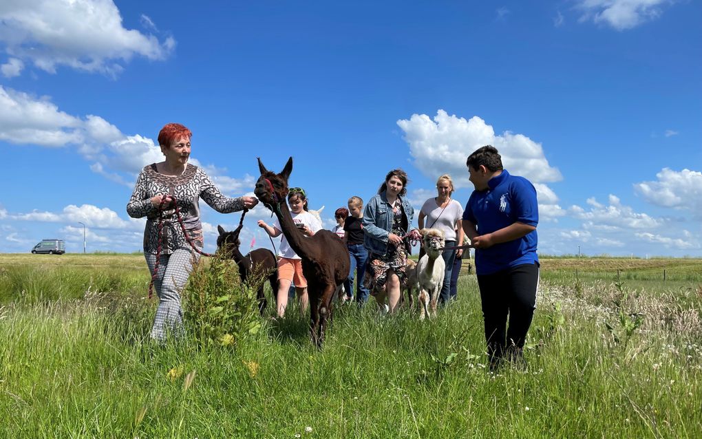Oekraïense vluchtelingen in Eemdijk kunnen deelnemen aan diverse activiteiten. Onlangs maakten ze een wandeling met alpaca’s. beeld Eemdijk Helpt