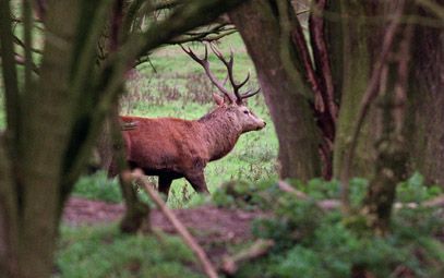 LELYSTAD â€“ Een edelhert loopt te grazen op een wei in de Oostvaardersplassen. Staatsbosbeheer gaat serieus werk maken van een verbindingszone tussen de Oostvaardersplassen en de Veluwe. - Foto ANP