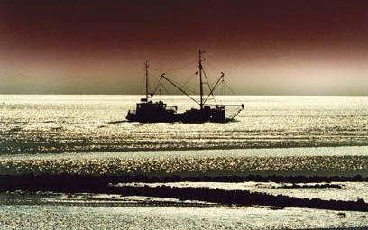 VLIELAND - Een kokkelvisser in de lage zon die de Waddenzee doet glinsteren. De sector ziet licht aan de horizon, ondanks matige jaarcijfers en kritische geluiden uit politiek en samenleving. - Foto ANP