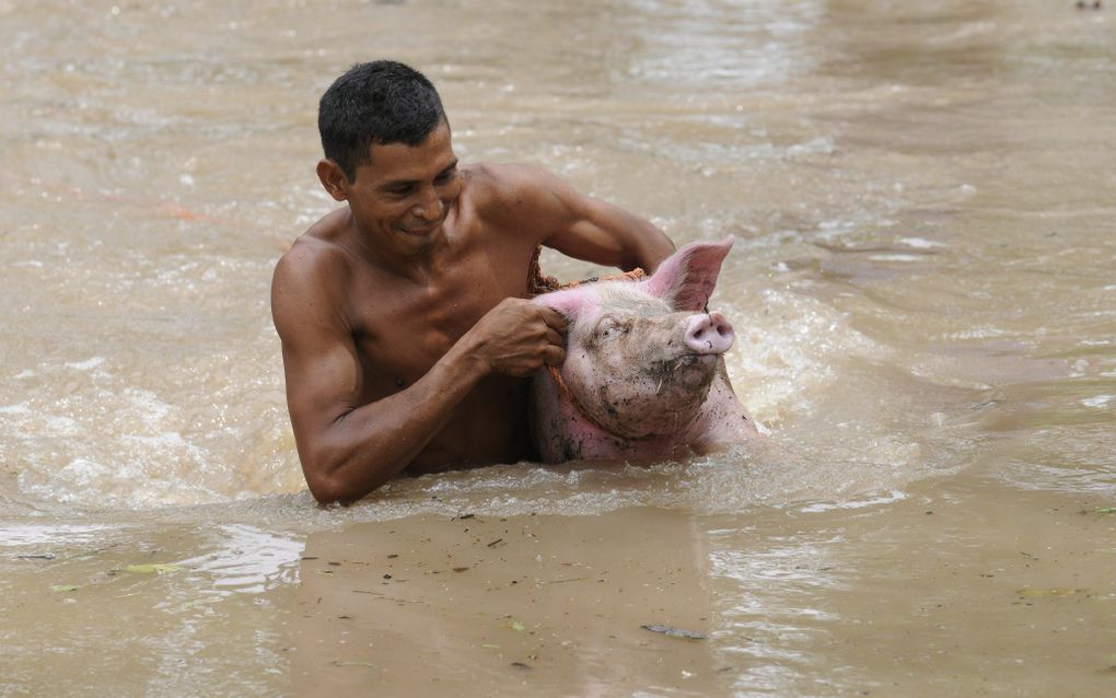 Een man probeert zijn varken in veiligheid te brengen. Hevige regenval als gevolg van tropische storm Agatha heeft maandag tot overlast geleid in onder meer El Salvador. Foto EPA