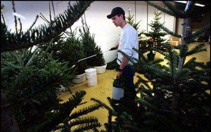 NIJMEGEN â€“ Het Nijmeegse bedrijf Flameguard impregneerd kerstbomen. De bomen worden daardoor minder vatbaar voor brand. - Foto ANP