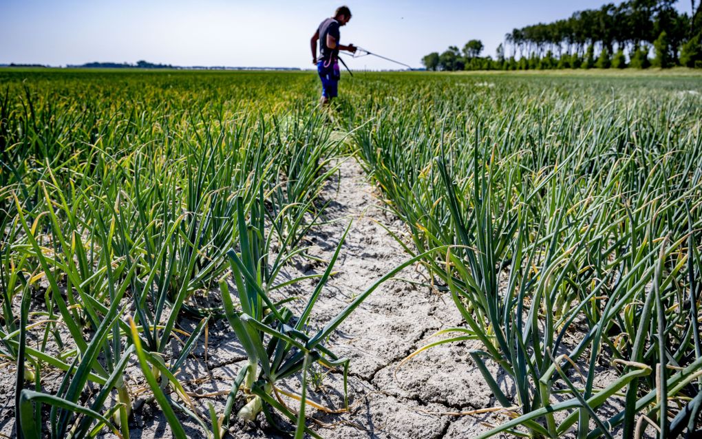  Een akkerbouwer is aan het werk in een uien veld. Door het natte voorjaar en de droogte van de laatste weken komen de aardappelen en uien nauwelijks omhoog. beeld ANP, Robin Utrecht