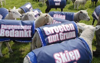 JOURE - De schapen hebben sinds maandagmiddag in plaats van de reclame voor Hotels.nl, hesjes aan met teksten als 'Burgemeester Bedankt'. Foto ANP