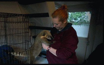 WENUM - Het neusbeertje van Yvette van Veldhuijsen in Wenum springt blij tegen haar op als hij even uit de hondenbench mag. Immiddels heeft het dier een groter huis: een hok van 7 meter lang. - Foto RD, Henk Visscher