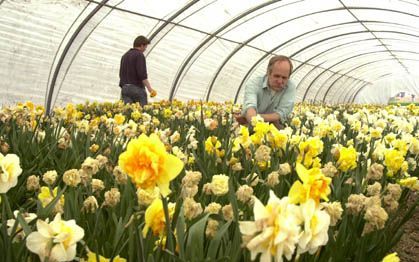 SASSENHEIM - Jaap Leenen aan het werk tussen de narcissen. „Het grootste voordeel van de streek: dit is het centrum van de wereldbollenhandel. HÃ­er zitten de echt grote jongens. De sector kent problemen, maar heeft uitbreidingsmogelijkheden genoeg.” - Fo