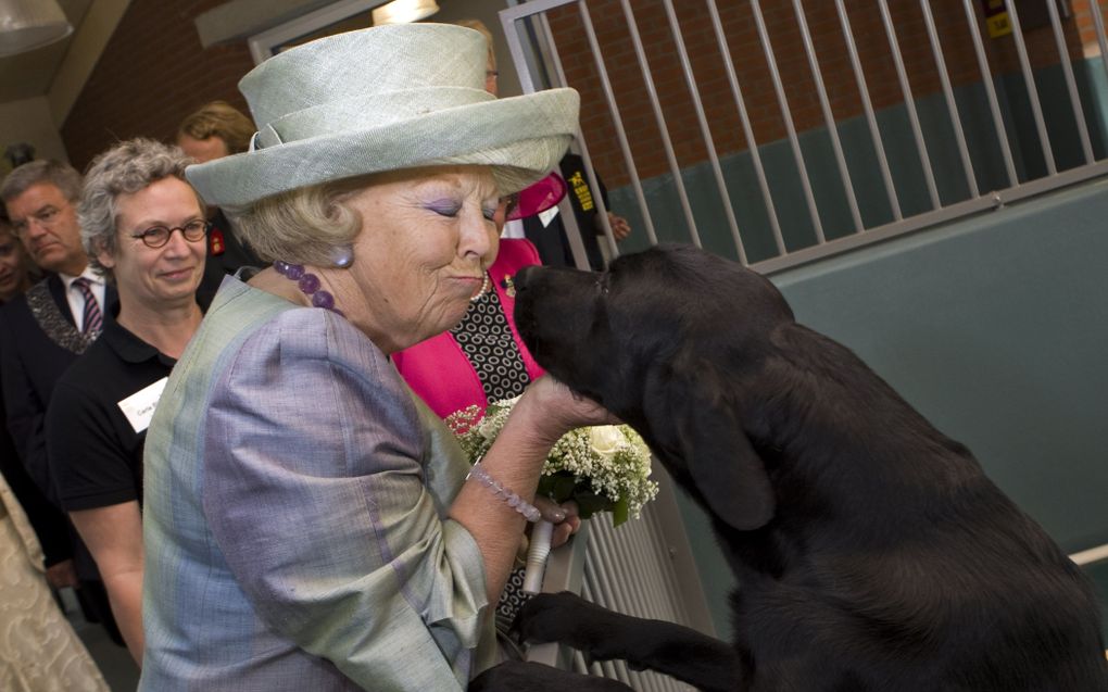 Koningin Beatrix heeft een onderonsje met de 1-jarig reu Milo, die wordt opgeleid tot blindegeleidehond. Foto ANP