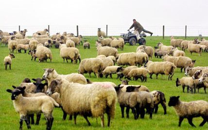 GREAT DODDINGTON - Groot-Brittannië is in rep en roer nu blijkt dat bij een onderzoek naar bse bij schapen per ongeluk koeienhersenen zijn gebruikt. Foto: de schaapskudde van Tom Griffith in Great Doddington, even ten noorden van Londen. - Foto EPA