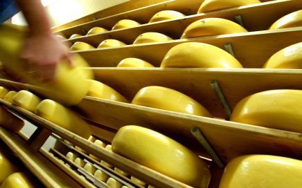 GOUDA â€“ Op ambachtelijke wijze vervaardigde boerenkaas bevat minder vocht en minder zout dan fabriekskaas. Het natuurlijke product moet ook langer rijpen in het pakhuis. Foto ANP