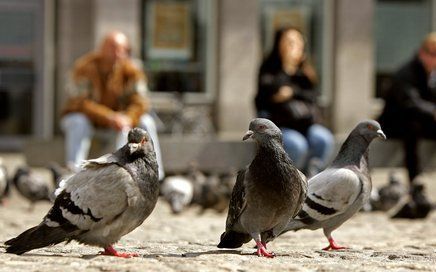 GRONINGEN â€“ De gemeente Groningen is deze week gestart met een grote vangactie om de overlast van duiven tegen te gaan. Deze drie scharrelen echter nog vrij rond. Foto ANP