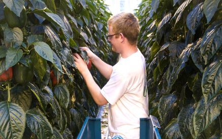 Er moet meer geld naar boeren en tuinders, vindt LTO. Foto ANP