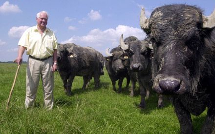 EETHEN â€“ Piet Spoor, boer en veehandelaar, bij de waterbuffels van de maatschap. „Agressief zijn ze niet, eigenwijs wel. Een buffel vreet in principe alles, die is niet stuk te krijgen. Het is een uiterst sober dier.” - Foto William Hoogteyling