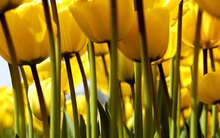 Het blijft nog even in het midden of en wanneer VON en Bloemenveiling Vleuten gaan fuseren. Foto ANP