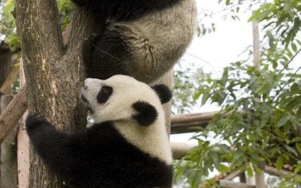 CHENGDU - Reuzenpanda's in een fokcentrum bij Chengdu, de hoofdstad van de door een zware aardbeving getroffen Chinese provincie Sichuan. Foto EPA