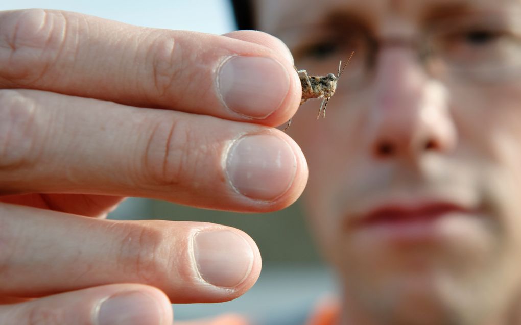 Entomoloog Mark Grutters toont dinsdag een kiezelsprinkhaan die hij heeft gevonden op het terrein van een oud spoorwegemplacement in de Afrikaanderbuurt in Rotterdam. Foto ANP