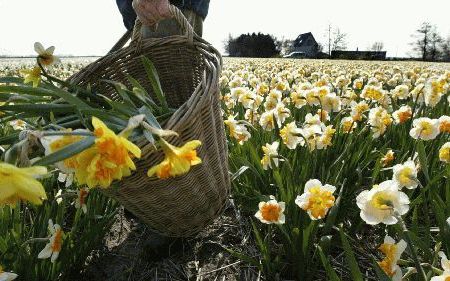 HILLEGOM â€“ Ongeveer 100.000 mensen zijn in Nederland werkzaam zonder dat zij beschikken over de juiste papieren. Het terugdringen van illegale arbeid heeft voor het huidige kabinet een hoge prioriteit. Foto ANP