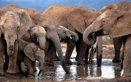 Afrikaanse olifanten ontmoeten elkaar rondom het water. Foto EPA