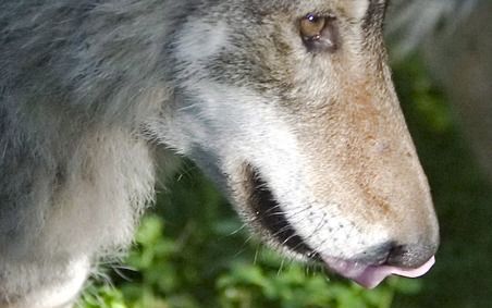 Nederland ligt binnen het bereik van zwervende jonge wolven. Foto ANP