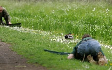 MAASTRICHT - De Dierenambulance Zuid-West Limburg probeert sinds zondag in Maastricht een eend te vangen die een dartpijl dwars door zijn snavel heen heeft. Foto ANP