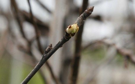 Sommige planten staan al in de knop. Nooit eerder was een etmaal in januari zo zacht als dinsdag. De winter lijkt qua hoge temperaturen records te gaan breken. Foto ANP