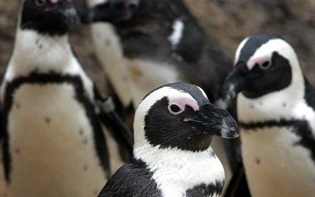 Het wordt maandag op dinsdagnacht te koud om buiten te blijven voor zwartvoetpinguïns in Burgers' Zoo. Foto ANP