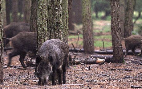 VAASSEN â€“ Wilde zwijnen al wroetend op zoek naar voedsel in een naaldbos. Normaal gesproken zijn de zwijnen vooral te vinden onder eiken en beuken, maar vanwege een tekort aan eikels en beukennootjes zoeken zij hun voedsel elders. Foto Martin Hollering