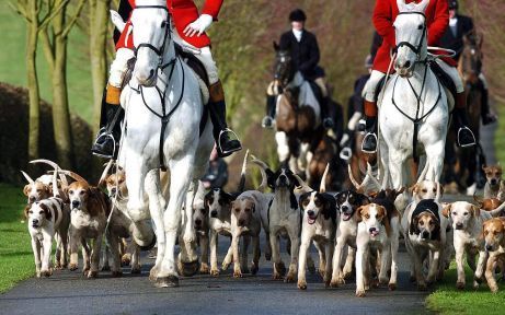 THIRSK â€“ Donderdag kon men in Groot BrittanniÃ« voor het laatst op vossenjacht, althans legaal. En dat werd dan ook gedaan. De Bilsdale Hunt, de oudste vossenjacht van Groot BrittanniÃ«, werd donderdag op de valreep gehouden in de buurt van Thirsk. De g