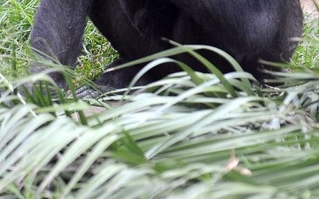 „Wat velen in het darwinisme aantrekt, is dat het de mens op één lijn stelt met de dieren, die niet over een enigszins ontwikkeld moreel besef beschikken. Van een gorilla mag je niet verwachten dat hij onderscheid maakt tussen wat is en wat behoort te zij