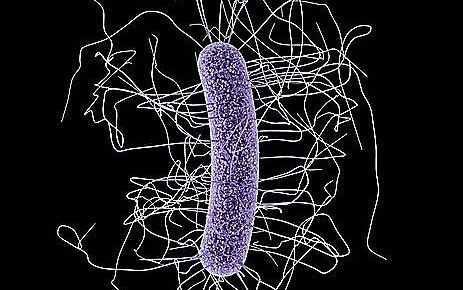 De bacterie Clostridium difficile. beeld CDC