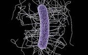De bacterie Clostridium difficile. beeld CDC