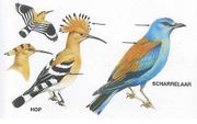 Exotisch uitziende vogels die in Nederland slecht af en toe worden gespot: de hop en de scharrelaar.  beeld Kosmos uitgevers