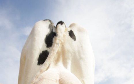 HELLEVOETSLUIS - Duizenden bezoekers konden zaterdag in Hellevoetsluis genieten van de jaarlijkse Fokveedag, dit jaar mét koeien. Vorig jaar moest het evenement het bij de vijftigste editie stellen zonder de koeien waar het om draaide. De jubileumeditie v