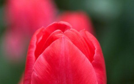 Een door minister Verhagen (Buitenlandse Zaken) ingestelde jury buigt zich over honderd mensen die in aanmerking komen voor de Mensenrechten Tulp. Dat heeft het ministerie van Buitenlandse Zaken dinsdag bekendgemaakt. Foto ANP