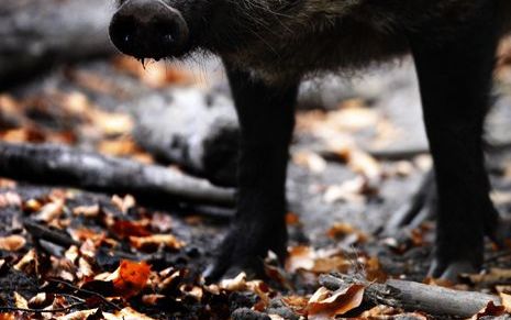 Op de Veluwe wordt een folder verspreid over wat te doen na het aanrijden van wild. - Foto ANP